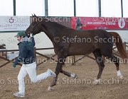 Appio Claudio TosTour2013- S5 2993 : Appio Claudio, Arezzo, Arezzo Equestrian Centre, Cavalli d'Italia, Toscana Tour 2013, foto di Stefano Secchi ©